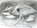 Great Blue Herron