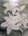 Oriental Lillies