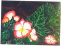 Begonias