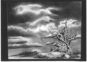 Bristlecone Pine