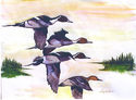 Northern Pintail
