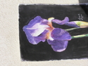 Purple Iris