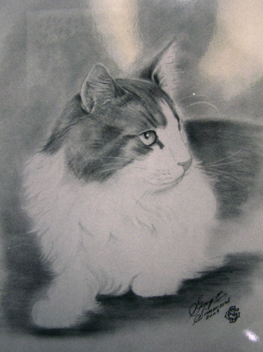 Cat looking Right