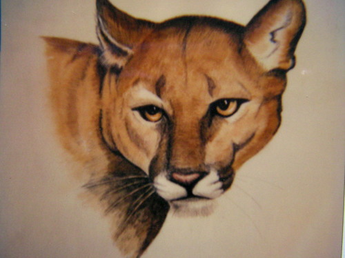 Cougar