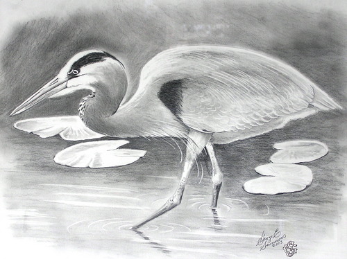 Great Blue Herron