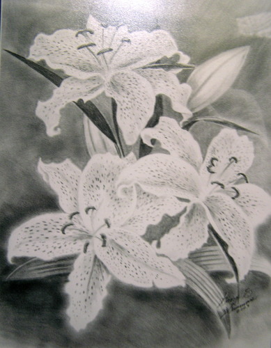 Oriental Lillies