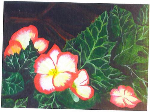 Begonias