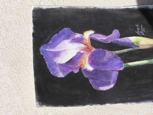 Purple Iris