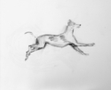 Greyhound