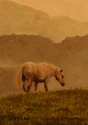 Mountain Pasture