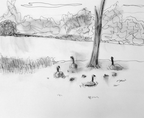 Drawing-Pencil-Canada Geese