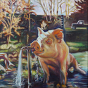 Pig drinking