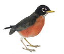 Giant California Robin