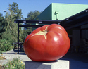 Portrait of a plump tomato