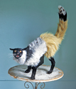 caterpunk