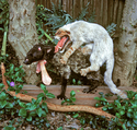 Tonguecat (with Rat tapir)