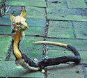 Snakebelly