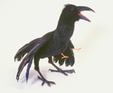 Four-legged Raven