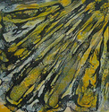 Swallowtail Swallowtail (thumbnail)