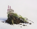 Gigi Boyle - Botanical Painting highland, sod, still life, flowers, heather, contemporary,botanical - Botanical Painting