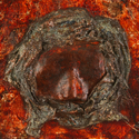 ARAMINTA I
