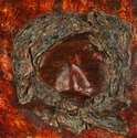 ARAMINTA II