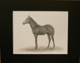 Bronze%20Sea%20as%20a%20Weanling (thumbnail)