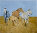 Four wild horses