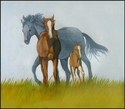 Family of Wild Horses