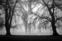 Two%20Trees%2C%20Cayuga%20Lake (thumbnail)