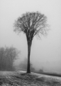 Elm%20Tree%20in%20Winter (thumbnail)