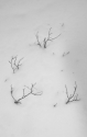 Haiku (thumbnail)