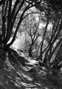 Monarch Trail, Study 3 Monarch%20Trail%2C%20Study%203 (thumbnail)