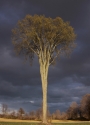 Tree%20of%20Life%20%28Spring%20Majesty%29 (thumbnail)