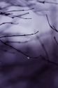 Water%20Droplet%2C%20Purple (thumbnail)