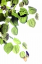Green%20Leaves (thumbnail)