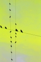 Birds%20on%20Telephone%20Wires (thumbnail)