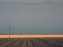California%20Field (thumbnail)