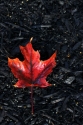 Red%20Maple%20Leaf (thumbnail)