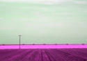 California%20Field%2C%20Color%20Study (thumbnail)