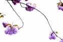 Cherry%20Blossoms (thumbnail)