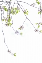 Spring%20Branches (thumbnail)