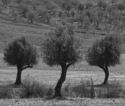 Three%20Olive%20Trees (thumbnail)