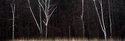 Glen M. Sanders - Birch Trees