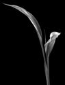 Glen M. Sanders - Nature Photography Fine art photography, flower photography, calla lilly, glen m. sanders photography, new york photography - Nature Photography