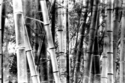 Wind%20Through%20Bamboo%2C%20Study%202 (thumbnail)