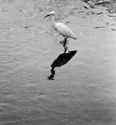 Crane%20at%20Rest (thumbnail)