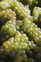 Sauvignon%20Blanc%20grapes (thumbnail)