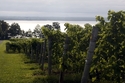 Vineyard%20on%20Seneca%20Lake (thumbnail)