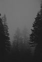 Fog in Trees Fog%20in%20Trees (thumbnail)